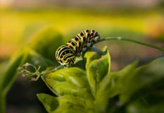 Гусеница Swallowtail на лист стоковые изображения rf Гусеница Swallowtail на лист стоковые изображения rf