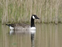 гусына canadensis Канады branta стоковые изображения гусына canadensis Канады branta стоковые изображения