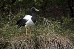 Гусына Magpie стоковое изображение Гусына Magpie стоковое изображение