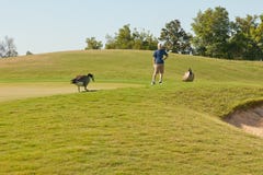 гусыни курса golf игрок в гольф стоковые изображения гусыни курса golf игрок в гольф стоковые изображения
