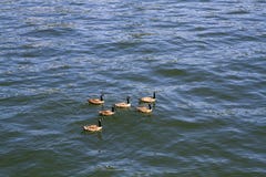 Гусыни плавая на реке Willamette в Портленде Орегоне стоковое изображение Гусыни плавая на реке Willamette в Портленде Орегоне стоковое изображение