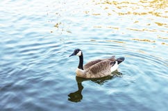 Гусыня Канады serenely плавая в открытом море с бодрствованием и отражением стоковая фотография Гусыня Канады serenely плавая в открытом море с бодрствованием и отражением стоковая фотография