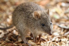 Длинн-обнюханный Potoroo (tridactylus Potorous) стоковое изображение Длинн-обнюханный Potoroo (tridactylus Potorous) стоковое изображение