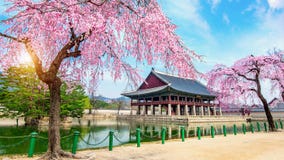 Дворец Gyeongbokgung с вишневым цветом весной, Сеул в Kor Стоковое фото RF Дворец Gyeongbokgung с вишневым цветом весной, Сеул в Kor Стоковое фото RF