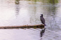 Двух-crested сидеть баклана имени пользователя середина озера стоковое фото Двух-crested сидеть баклана имени пользователя середина озера стоковое фото