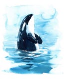 Дельфин-касатка косатки в покрашенной руке иллюстрации акварели воды иллюстрация вектора Дельфин-касатка косатки в покрашенной руке иллюстрации акварели воды иллюстрация вектора