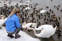 Девушка кормит водоплавающую птицу на береге озера в зиме стоковые фотографии rf Девушка кормит водоплавающую птицу на береге озера в зиме стоковые фотографии rf