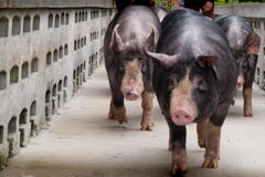 Дело сельского хозяйства свинeй внутри ослабляет время стоковое изображение Дело сельского хозяйства свинeй внутри ослабляет время стоковое изображение