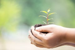 День земли в руках деревьев растя саженцы Женское дерево удерживания руки на траве поля природы Предпосылка зеленого цвета Bokeh стоковые изображения День земли в руках деревьев растя саженцы Женское дерево удерживания руки на траве поля природы Предпосылка зеленого цвета Bokeh стоковые изображения