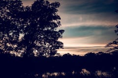 Дерево silhouetted против неба захода солнца на сумраке Реальное фотографическое изображение немножко упростило для произведения стоковое изображение Дерево silhouetted против неба захода солнца на сумраке Реальное фотографическое изображение немножко упростило для произведения стоковое изображение