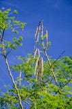 Дерево горькое огурц-китайского (бегство Moringa oleifera.) Стоковое Изображение RF Дерево горькое огурц-китайского (бегство Moringa oleifera.) Стоковое Изображение RF