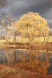Дерево и отражение стоковая фотография Дерево и отражение стоковая фотография
