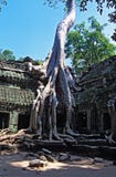 Дерево растя вне руины животиков Prohm в Angkor Wat - Камбодже стоковая фотография rf Дерево растя вне руины животиков Prohm в Angkor Wat - Камбодже стоковая фотография rf