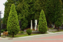 Деревья Arborvitae стоковые изображения rf Деревья Arborvitae стоковые изображения rf