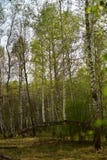 Деревья в лесе, который выросли на сломленном дереве стоковое фото rf Деревья в лесе, который выросли на сломленном дереве стоковое фото rf
