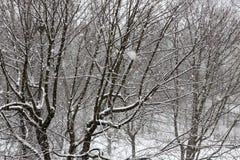 Деревья пока суматоха снега зима белизны снежинок предпосылки голубая Стоковые Фотографии RF Деревья пока суматоха снега зима белизны снежинок предпосылки голубая Стоковые Фотографии RF