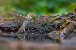 Деревянная певчая птица в бое с общим Chiffchaff в waterpond стоковые фото Деревянная певчая птица в бое с общим Chiffchaff в waterpond стоковые фото