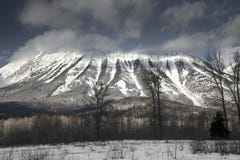 Держатель Fernie стоковые фото Держатель Fernie стоковые фото