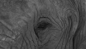 Детализированное фото стороны африканского слона, сфотографированной в monochrome на парке слона Knysna, Южная Африка стоковые фото Детализированное фото стороны африканского слона, сфотографированной в monochrome на парке слона Knysna, Южная Африка стоковые фото