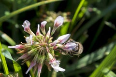 Деталь пчелы в латинских Apis Mellifera, стоковое фото Деталь пчелы в латинских Apis Mellifera, стоковое фото