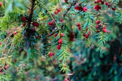 Детальный взгляд европейского Yew или Taxus Baccata стоковые фото Детальный взгляд европейского Yew или Taxus Baccata стоковые фото