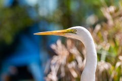 Детальный, крупный план, красочный, и яркий больший egret с зелеными листьями в предпосылке во Флориде стоковое фото Детальный, крупный план, красочный, и яркий больший egret с зелеными листьями в предпосылке во Флориде стоковое фото