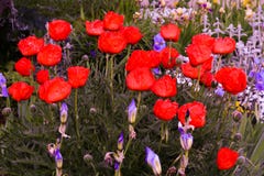 Дивный красный цветок мака стоковое фото Дивный красный цветок мака стоковое фото