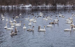 Дикая зима лебедей на теплом озере Svetloye около деревни Urozhaynoe, Altai, Россия стоковое изображение Дикая зима лебедей на теплом озере Svetloye около деревни Urozhaynoe, Altai, Россия стоковое изображение