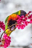 Дикая радуга Lorikeet питаясь на вишневых цветах Мельбурн, Виктория, Австралия, сентябрь 2016 стоковые изображения rf Дикая радуга Lorikeet питаясь на вишневых цветах Мельбурн, Виктория, Австралия, сентябрь 2016 стоковые изображения rf