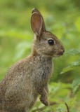Дикий cuniculus Великобритания Oryctolagus кролика стоковые фото Дикий cuniculus Великобритания Oryctolagus кролика стоковые фото