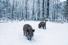 Дикий кабан в лесе зимы стоковые изображения rf Дикий кабан в лесе зимы стоковые изображения rf