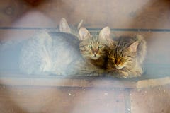 Дикий кот леса сидит в aviary со своими котятами стоковые фото Дикий кот леса сидит в aviary со своими котятами стоковые фото
