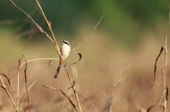 Длинн-замкнутое shrike или rufous поддерживаемое shrike в своей среде обитания стоковое изображение rf Длинн-замкнутое shrike или rufous поддерживаемое shrike в своей среде обитания стоковое изображение rf