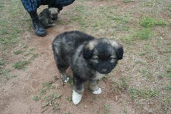 Добросердечный маленький щенок с белыми лапками - сын большого чабана стоковое фото Добросердечный маленький щенок с белыми лапками - сын большого чабана стоковое фото