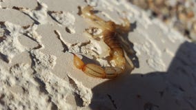 Добыча скорпиона ждать с жалом в фокусе стоковая фотография Добыча скорпиона ждать с жалом в фокусе стоковая фотография
