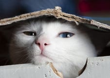 Довольно снег-белый кот при различные покрашенные глаза пряча в коробке стоковые изображения Довольно снег-белый кот при различные покрашенные глаза пряча в коробке стоковые изображения