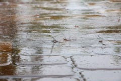 Дождевые капли Splattering на плитках палубы бассейна Стоковые Изображения Дождевые капли Splattering на плитках палубы бассейна Стоковые Изображения