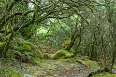 дождевый лес la gomera