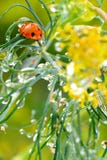 дождь ladybug стоковое изображение rf дождь ladybug стоковое изображение rf