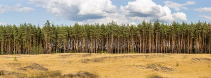 Дополнительный большой широкий панорамный взгляд соснового леса и облачного неба на предпосылке Стоковое фото RF Дополнительный большой широкий панорамный взгляд соснового леса и облачного неба на предпосылке Стоковое фото RF