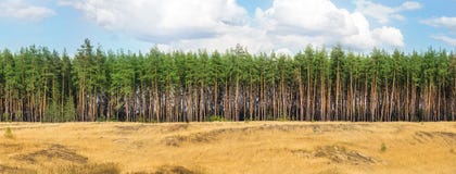 Дополнительный большой широкий панорамный взгляд соснового леса и облачного неба W стоковая фотография rf Дополнительный большой широкий панорамный взгляд соснового леса и облачного неба W стоковая фотография rf