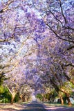 Дорога выровнялась с красивыми фиолетовыми деревьями jacaranda в цветени Стоковое Изображение Дорога выровнялась с красивыми фиолетовыми деревьями jacaranda в цветени Стоковое Изображение