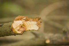 Древесина кольца дерева деревянная поперечное сечение которой было отрезано стоковые фото Древесина кольца дерева деревянная поперечное сечение которой было отрезано стоковые фото