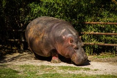 Еда Hippopotamous стоковая фотография rf Еда Hippopotamous стоковая фотография rf