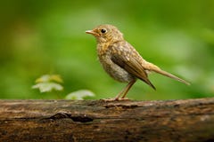 Евроазиатский крапивниковые, troglodytes Troglodytes, очень малая птица сидящ на славной ветви дерева лишайника с, маленькая птиц стоковые изображения Евроазиатский крапивниковые, troglodytes Troglodytes, очень малая птица сидящ на славной ветви дерева лишайника с, маленькая птиц стоковые изображения