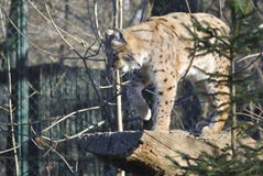 Евроазиатский рысь, или рысь рыся Стоковые Изображения Евроазиатский рысь, или рысь рыся Стоковые Изображения