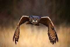 Евроазиатский сыч орла, bubo Bubo, летящая птица с открытыми крылами в луге травы, лесе на заднем плане, животное в среду обитани стоковые изображения Евроазиатский сыч орла, bubo Bubo, летящая птица с открытыми крылами в луге травы, лесе на заднем плане, животное в среду обитани стоковые изображения