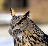 Евроазиатский сыч орла, bubo Bubo в немецком природном парке стоковая фотография rf Евроазиатский сыч орла, bubo Bubo в немецком природном парке стоковая фотография rf