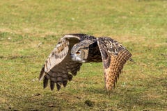 Евроазиатский сыч орла, bubo Bubo в немецком природном парке стоковое фото rf Евроазиатский сыч орла, bubo Bubo в немецком природном парке стоковое фото rf