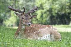 Европейский capreolus Capreolus оленей косуль стоковое фото rf Европейский capreolus Capreolus оленей косуль стоковое фото rf